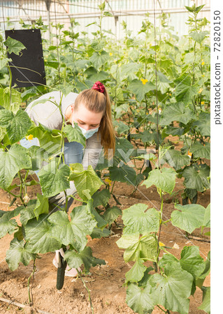 Woman in medical mask harvesting cucumbers Woman in medical mask harvesting cucumbers 72820150