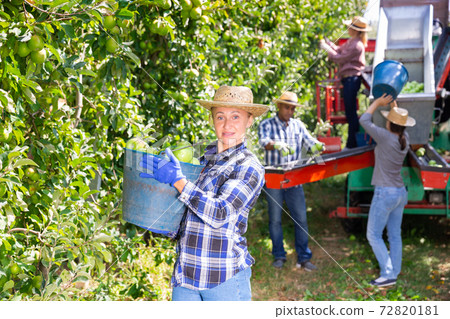 Satisfied woman demonstrates a bucket of ripe green apples on the background of a sorting machine in garden Satisfied woman demonstrates a bucket of ripe green apples on the background of a sorting machine in garden 72820181