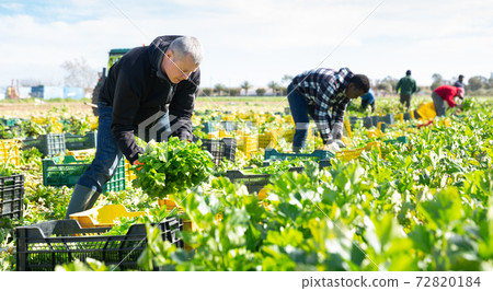 Farmer putting harvested celery in boxes Farmer putting harvested celery in boxes 72820184