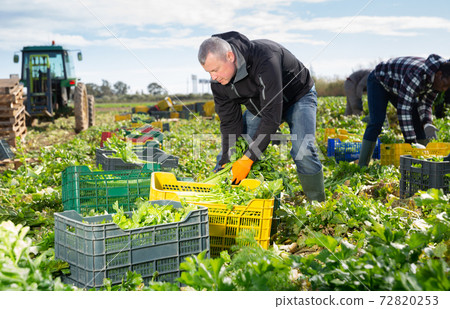 Man arranging crop of celery in boxes Man arranging crop of celery in boxes 72820253