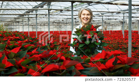 Happy female with Poinsettias in her greenhouse Happy female with Poinsettias in her greenhouse 72820577