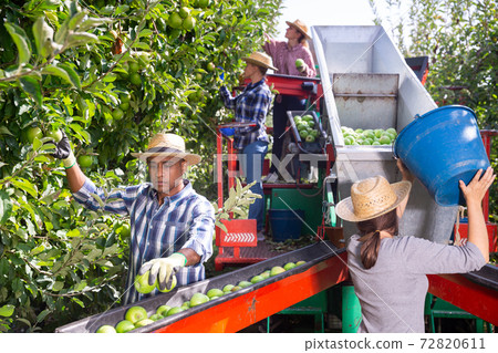 Team of workers are harvesting apples and sorting in a professional sorting machine in garden 72820611