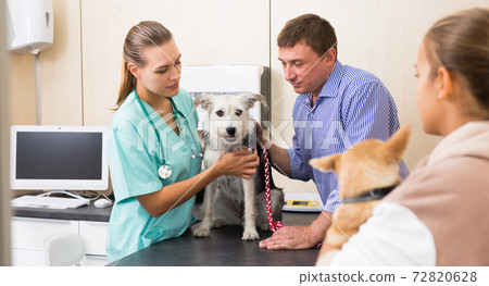 Woman vet examines a dog in clinic Woman vet examines a dog in clinic 72820628
