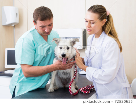 Two vets examining a dog Two vets examining a dog 72820635