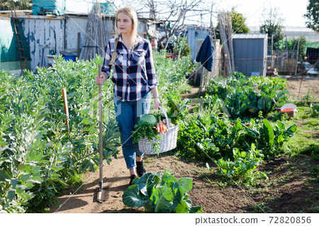 Positive girl with a crop of vegetables on a garden bed Positive girl with a crop of vegetables on a garden bed 72820856