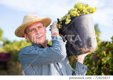 Farmer carrying bucket with freshly picked grapes in vineyard 72820857