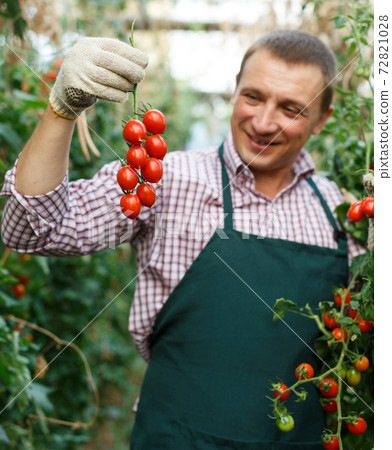 Man professional gardener picking tomatoes in sunny greenhouse 72821028