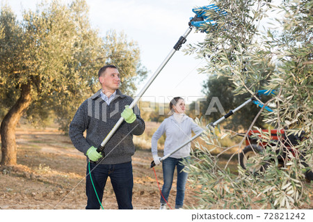 Man farmer picking olives from trees Man farmer picking olives from trees 72821242