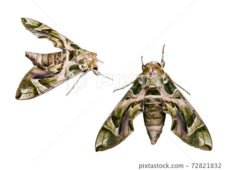Oleander hawk-moth - Army green moth isolated on white background Oleander hawk-moth - Army green moth isolated on white background 72821832