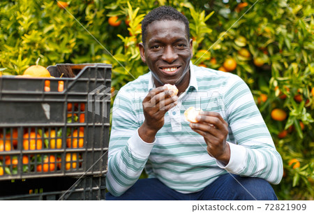African-American farmer tasting mandarins 72821909