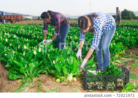 Female farmer harvesting green mangold in garden 72821972