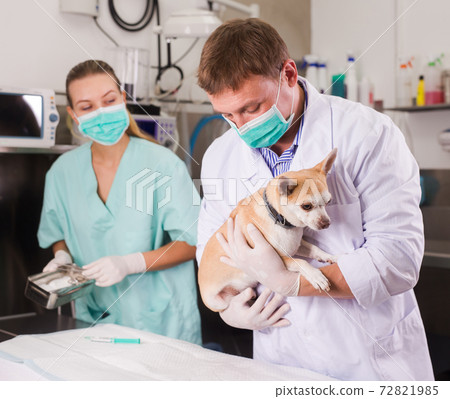 Dog undergoing surgery at vets Dog undergoing surgery at vets 72821985