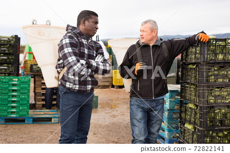 Portrait of two harvestmen with special baskets on their backs talking while preparing for harvesting artichokes on farm plantation Portrait of two harvestmen with special baskets on their backs talking while preparing for harvesting artichokes on farm plantation 72822141
