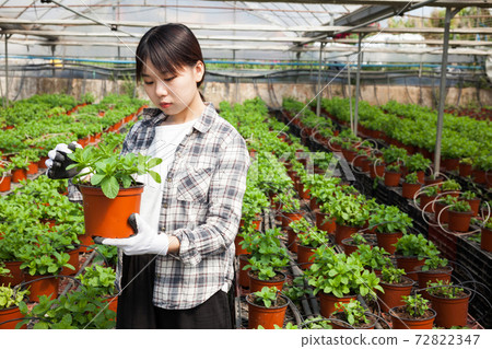 Chinese woman caring for mint plant in a greenhouse 72822347