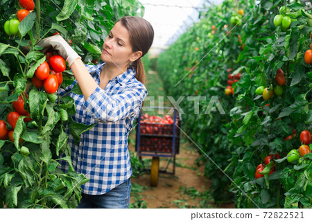 Positive woman harvesting ripe red tomatoes 72822521