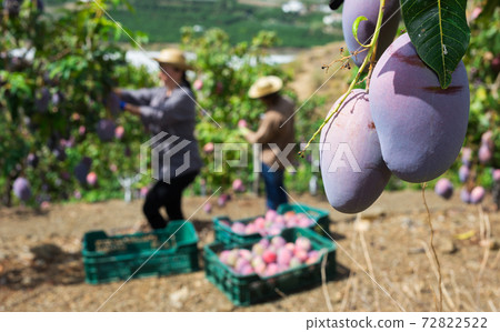 Ripe mangoes hanging on tree branch in fruit garden Ripe mangoes hanging on tree branch in fruit garden 72822522