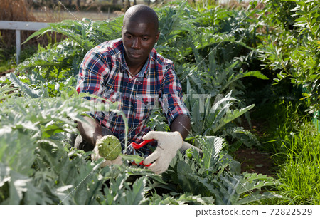 African man picking artichokes 72822529