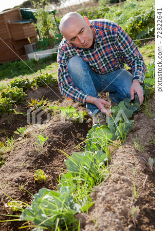 Male farmer checking plants Male farmer checking plants 72822641