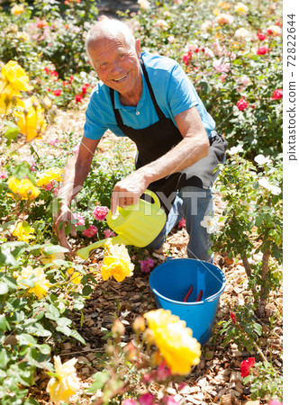 Man watering rose bushes Man watering rose bushes 72822644