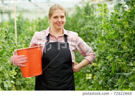 Female farmer harvesting green peas Female farmer harvesting green peas 72822668