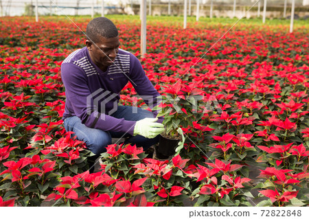 Positive afro-american male florist working with poinsettia plants in hothouse Positive afro-american male florist working with poinsettia plants in hothouse 72822848