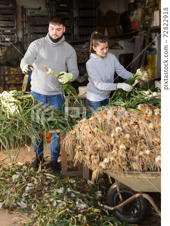 Young farm workers sorting green spring onions 72822918