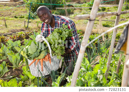 African gardener with harvest 72823131