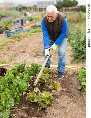 Elderly gardener weeding with hoe in kitchen garden 72823956