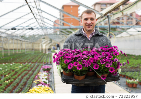 Glasshouse owner carrying tray with potted Dimorphotheca 72823957