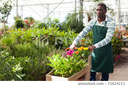 Flower seller carrying trolley with plants 72824211