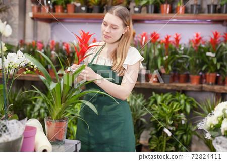 Experienced female florist inspecting potted plants in his floral shop Experienced female florist inspecting potted plants in his floral shop 72824411