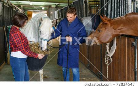 Workers feeding roan horse Workers feeding roan horse 72824543