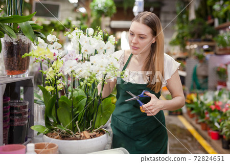 Portrait of smiling woman florist with tools in hands among phalaenopsis in floral shop 72824651