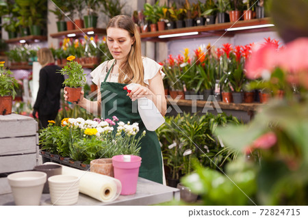 Florist in an apron caring for flowers in a flower shop 72824715