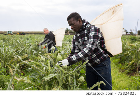 African man harvesting artichokes African man harvesting artichokes 72824823