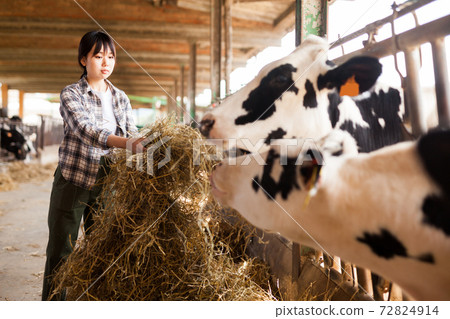 Farm worker feeding cows with hay Farm worker feeding cows with hay 72824914