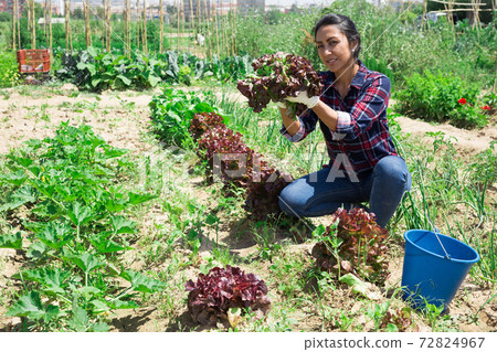 Portrait of an happy woman with ripe lettuce in garden Portrait of an happy woman with ripe lettuce in garden 72824967