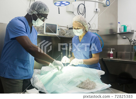 Veterinarian surgeons in operating room at animal hospital Veterinarian surgeons in operating room at animal hospital 72825383
