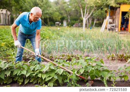 Farmer weeds potatoes with a hoe in the garden 72825580