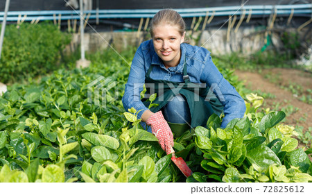 Female gardener checking malabar spinach Female gardener checking malabar spinach 72825612