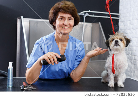 Female groomer performing haircut of puppy 72825630