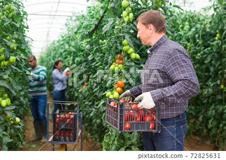 Successful farmer showing rich harvest of tomatoes in greenhouse Successful farmer showing rich harvest of tomatoes in greenhouse 72825631