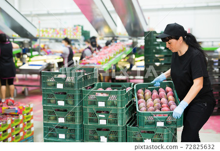 Ordinary female worker loading boxes with mango Ordinary female worker loading boxes with mango 72825632