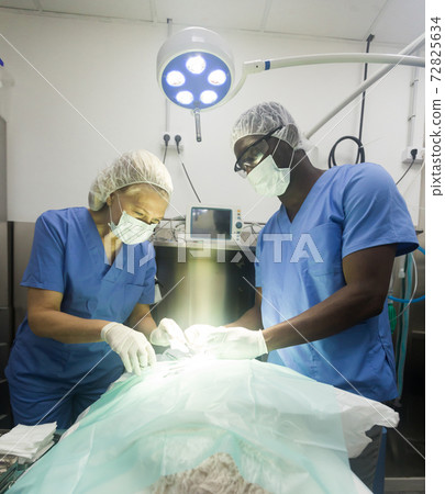 Veterinarian surgeons in operating room at animal hospital Veterinarian surgeons in operating room at animal hospital 72825634