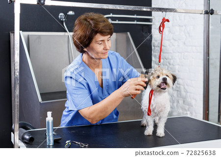 Woman grooming havanese in salon 72825638
