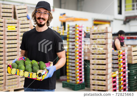 Fine man worker showing fresh avocado Fine man worker showing fresh avocado 72825663