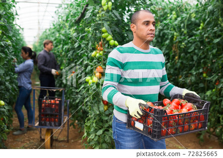 Latin American man carrying box with tomatoes in hothouse Latin American man carrying box with tomatoes in hothouse 72825665