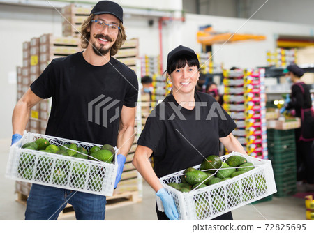 Team of workers sorting mangoes on conveyor belt in a factory 72825695