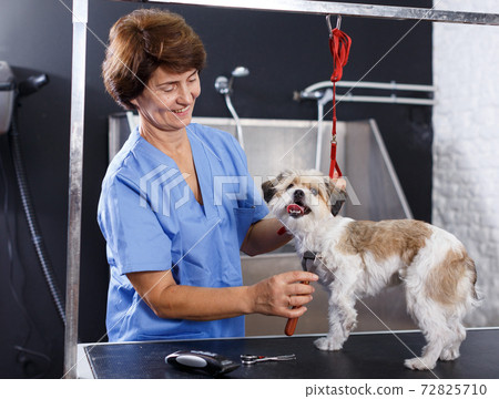 Woman grooming havanese in salon Woman grooming havanese in salon 72825710