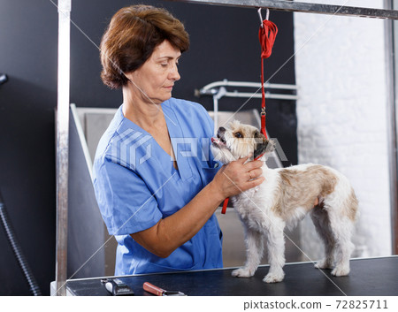 Female groomer performing haircut of puppy 72825711